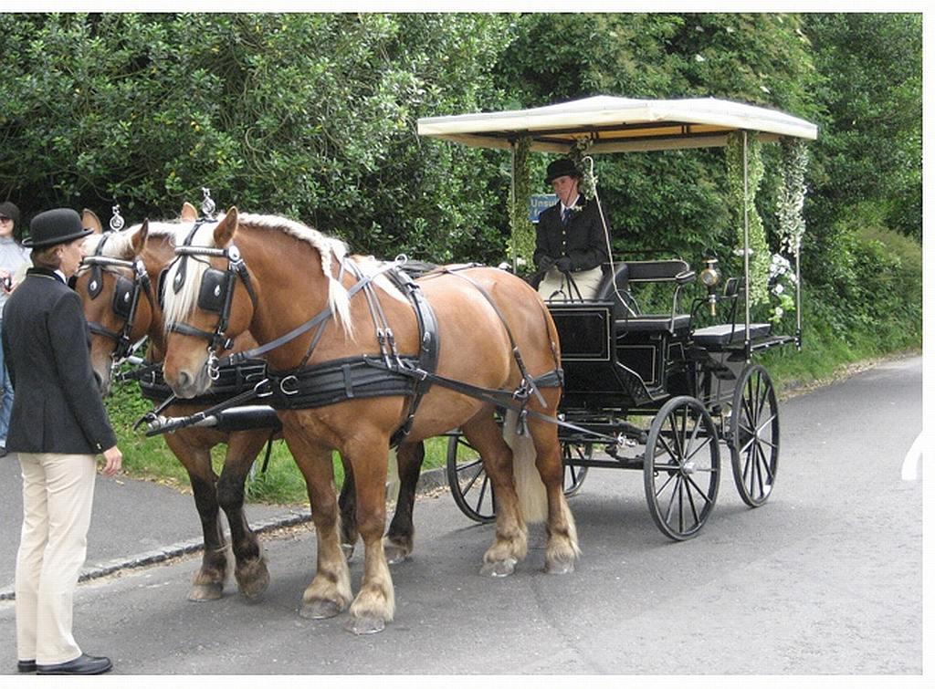 Horse and Carriage Horse and Carriage Hire Basingstoke, Hampshire